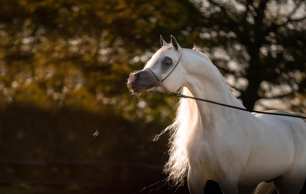 2026 / E.S. HARIR | Arabian Futurity Europe vzw