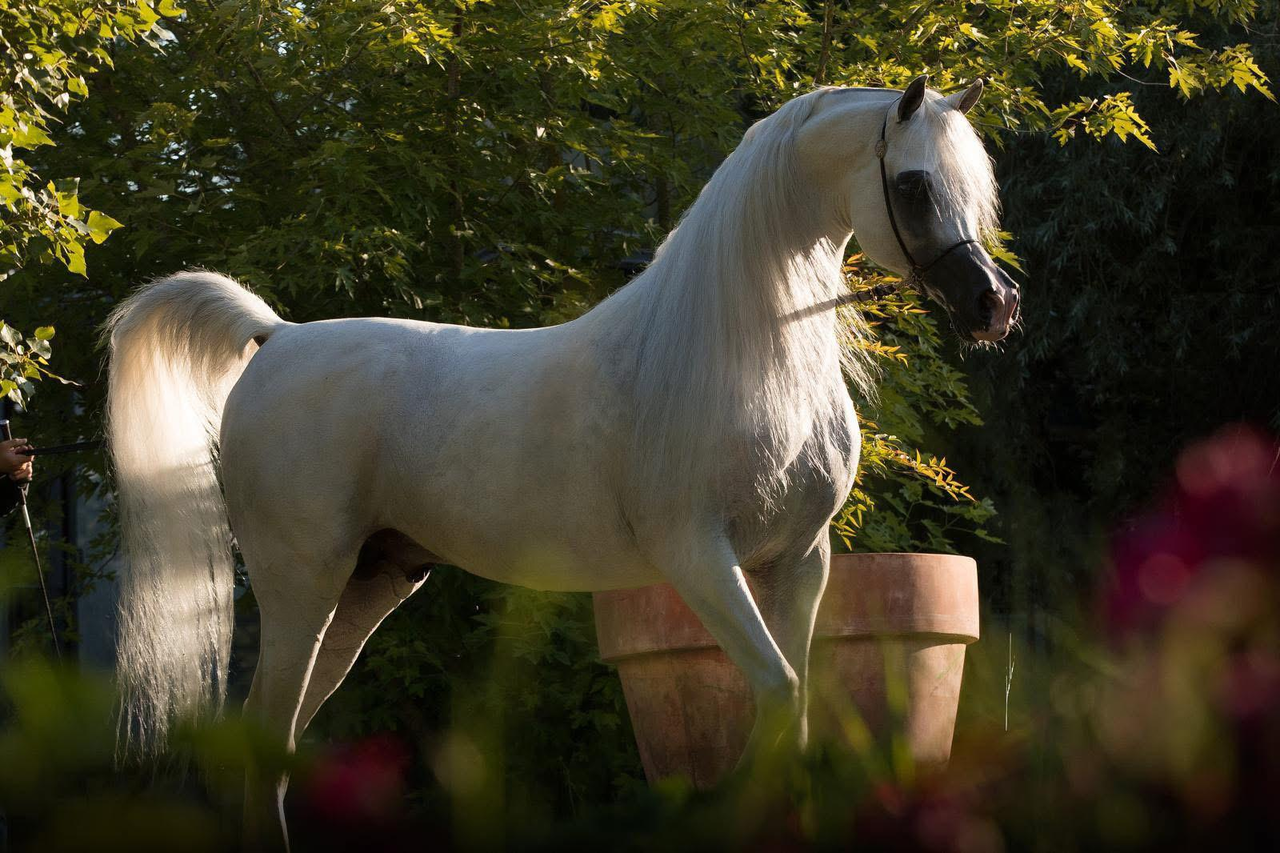2026 / E.S. HARIR | Arabian Futurity Europe vzw
