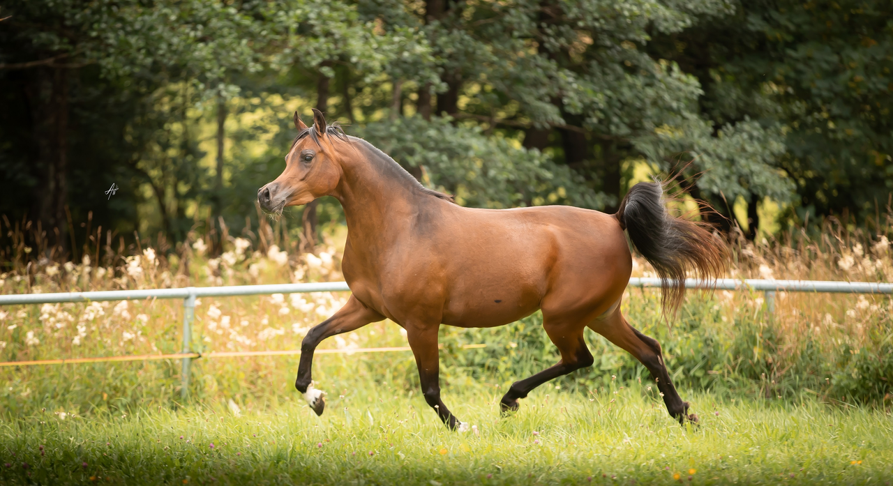 Zaina OS (Embryo) 🔨 | 🔛%👤 | European Breeders Trust AG