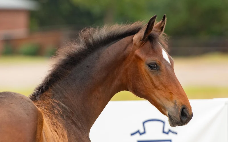Cavani