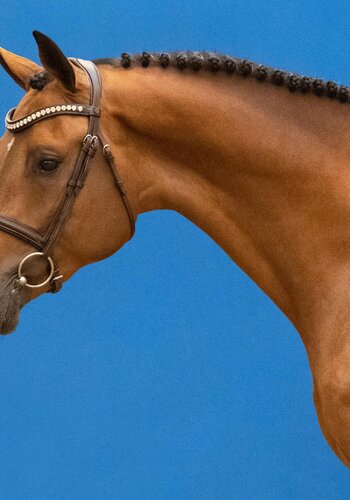 Duncan | Holsteiner Verband