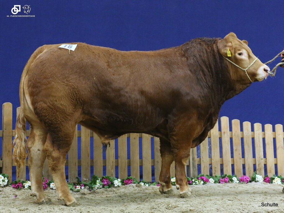 46. Fleischrindertage | Masterrind GmbH
