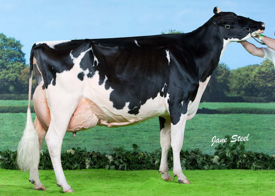 GM: Richaven Goldwyn Dellia EX-95