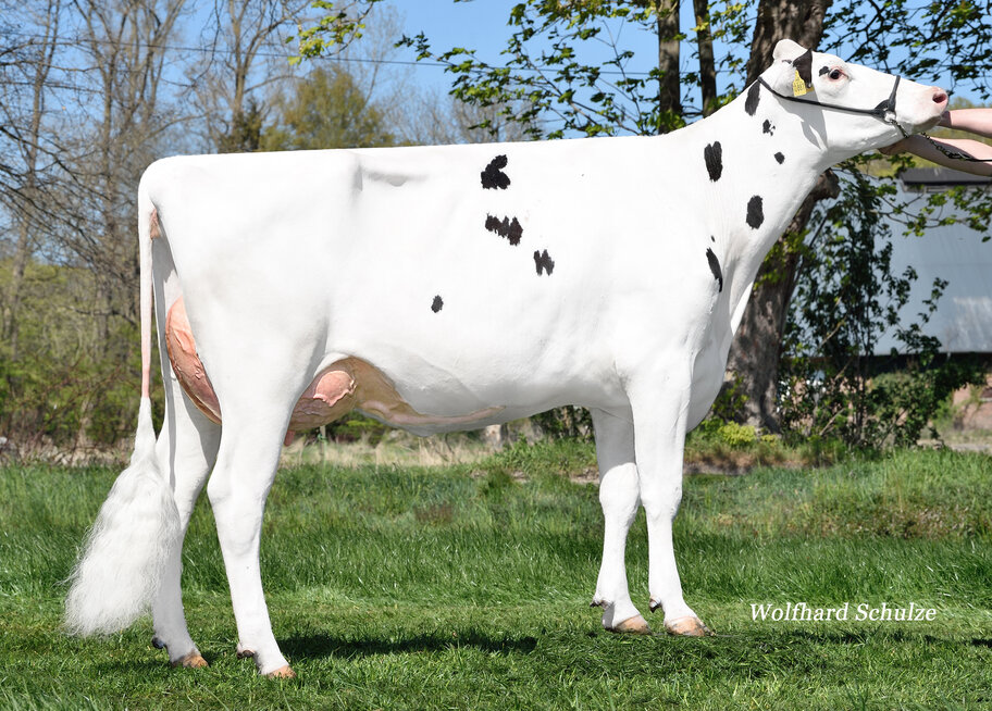 4.M: Gymnast Panajotta VG-88