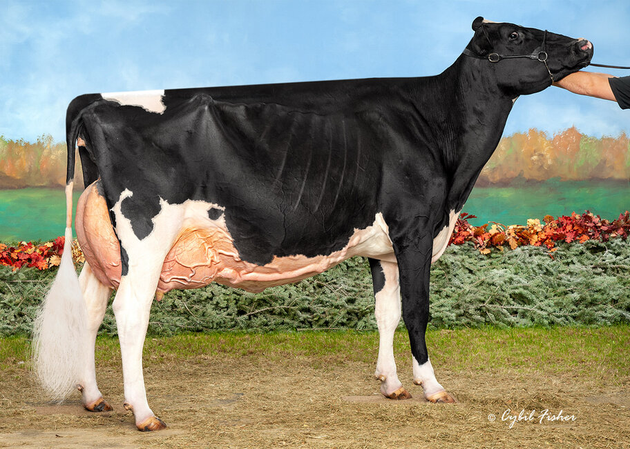 GM: MS Beautys Black Velvet EX-96