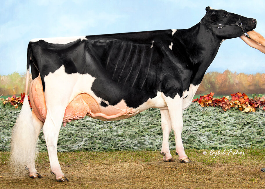 UGM: Walk-Era Dundee Annelise EX-95