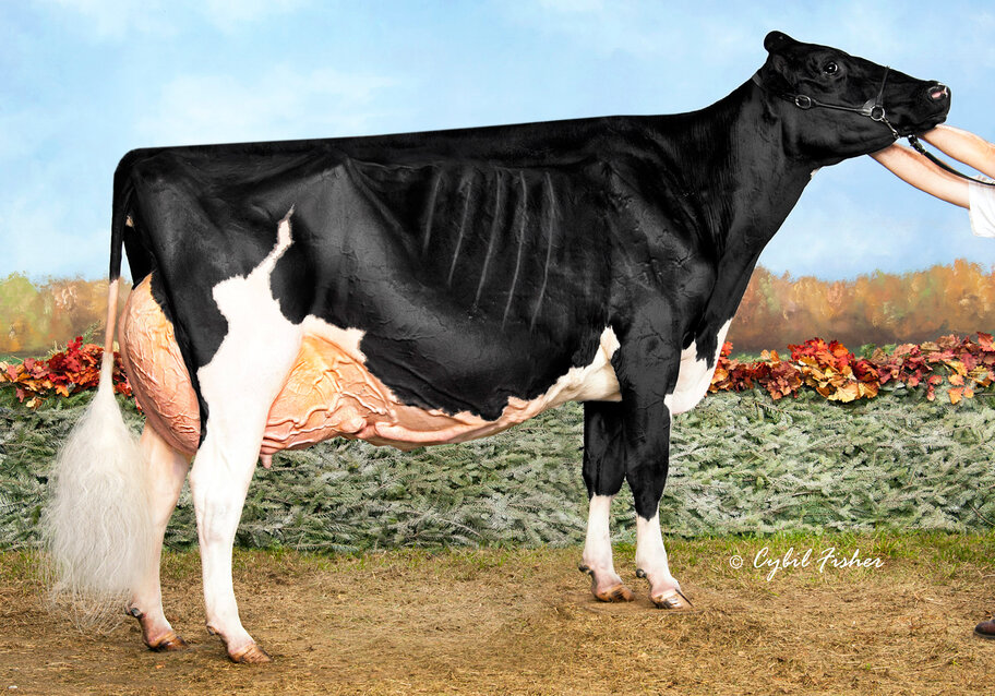 GM: Rosiers Blexy Goldwyn EX-97