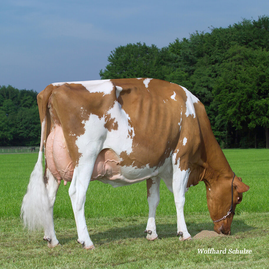 4.M: RH Talent Maxima EX-94