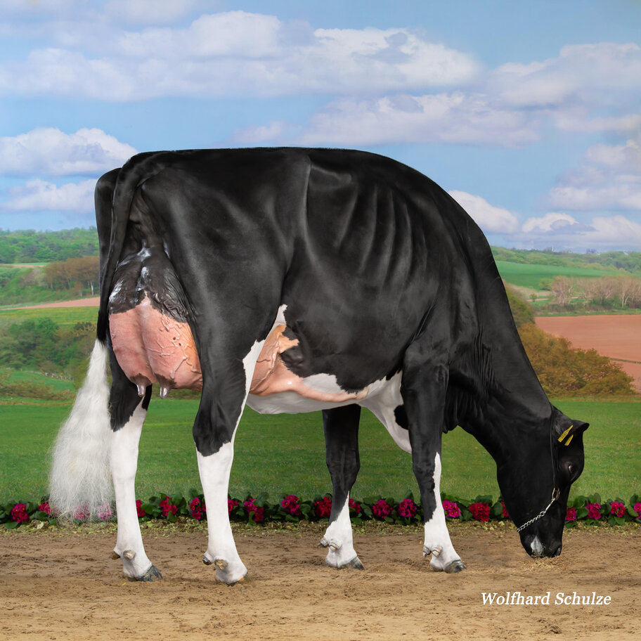 Halbschwester: MO Loh Inteam EX-92