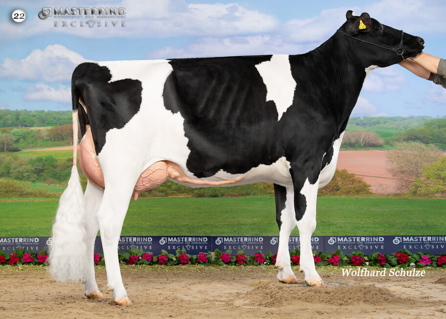 M: HLM Sylvi VG-86
