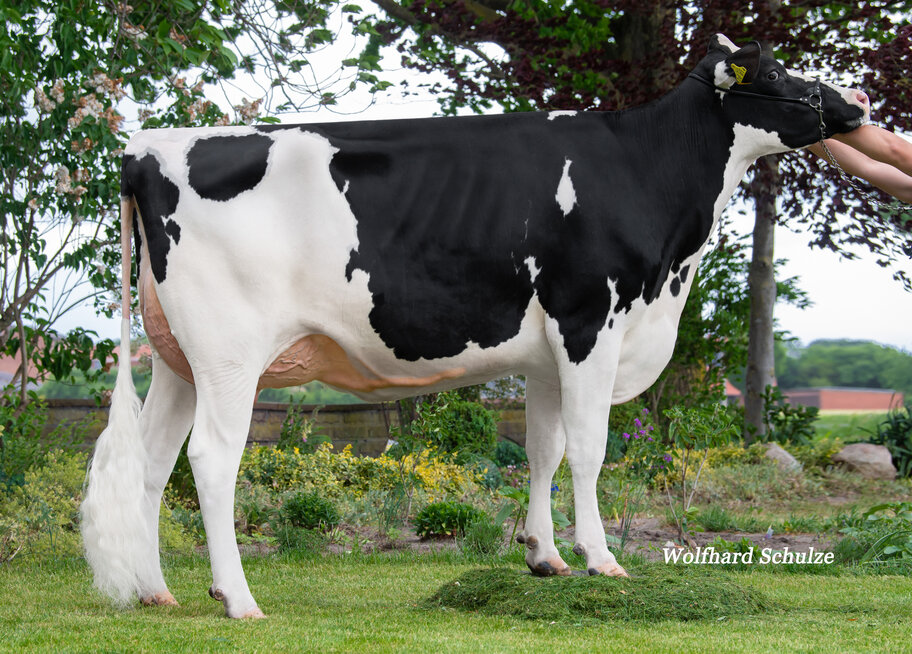 GM: DED Talika MR VG-85