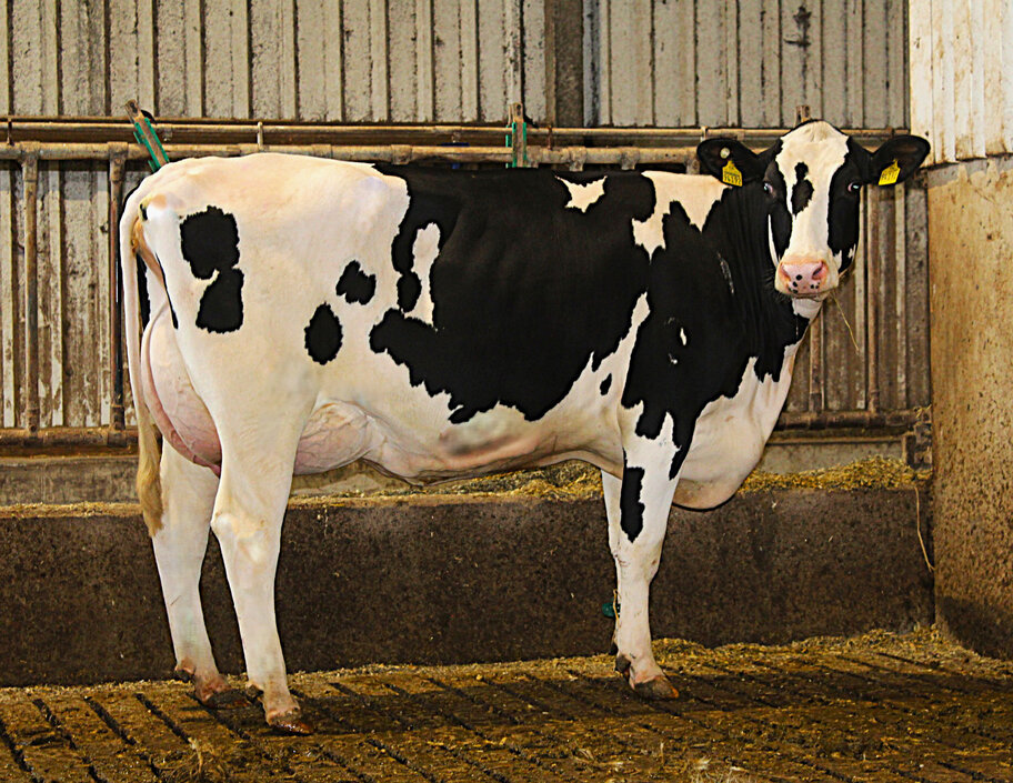 M: Coco Chane VG-85