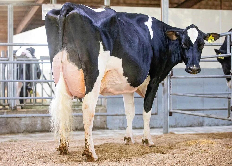 Vollschwester: Siemers Lambda Paris EX-91