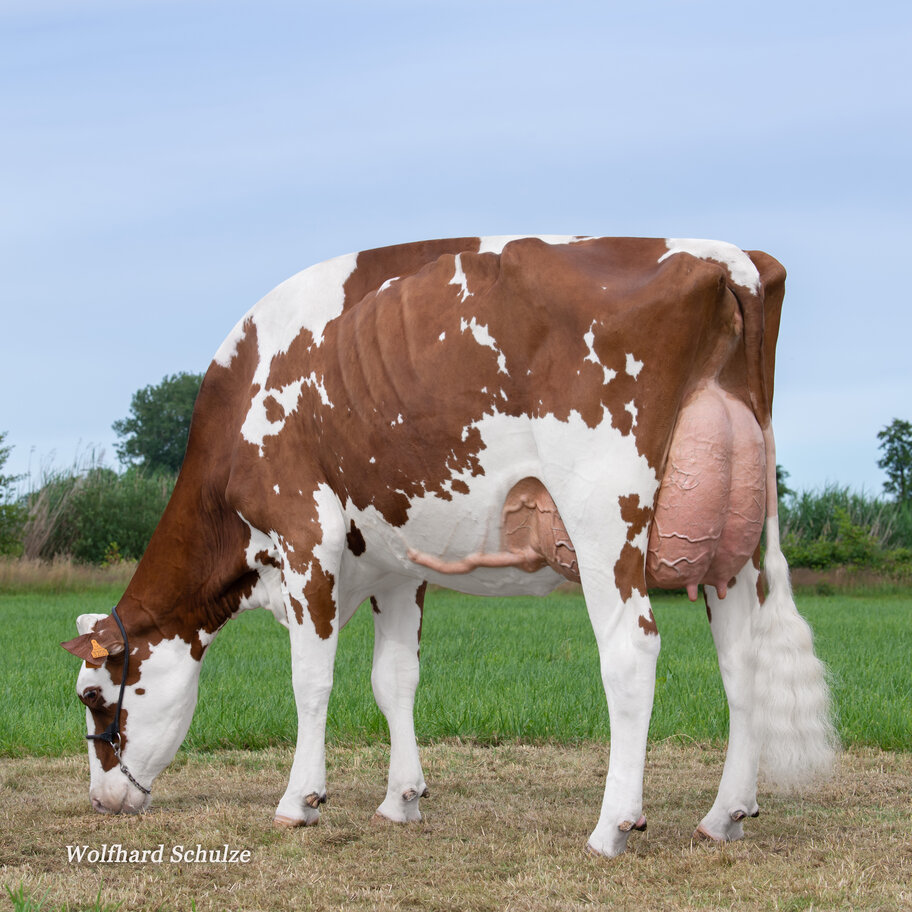 M: Nohl-Avala Vray EX-91