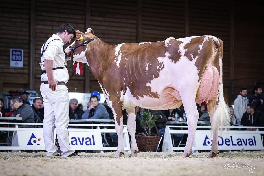 Halbschwester: GHH Devour Alice EX-90