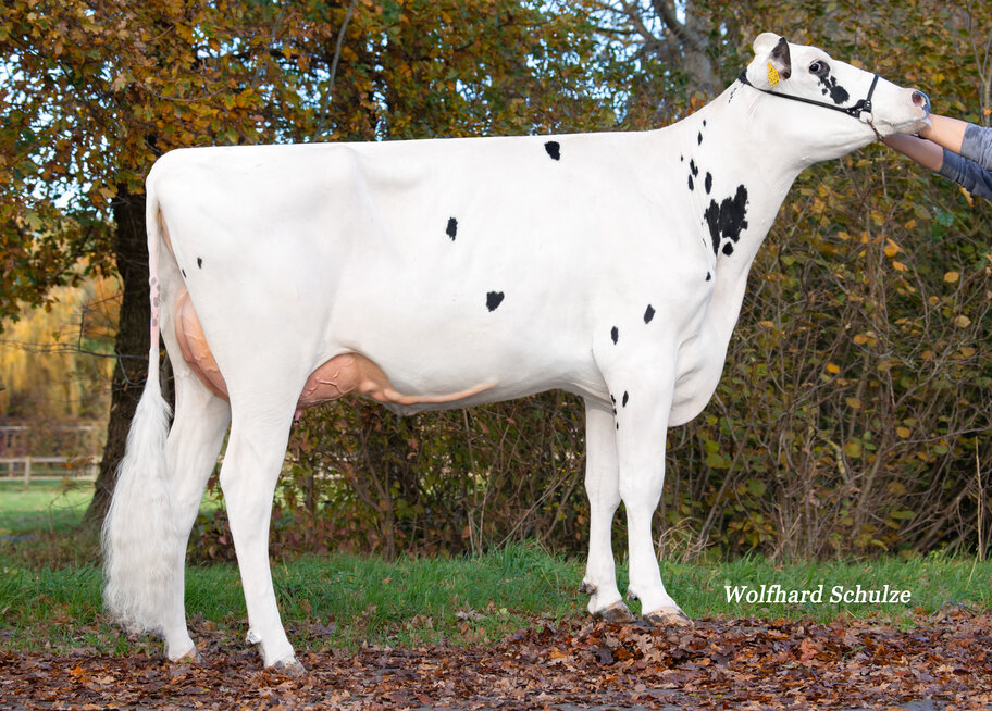 M: JS Rosee VG-86