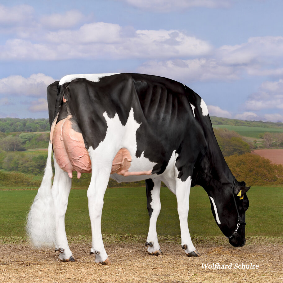 GM: ROL Lucky Cat EX-94