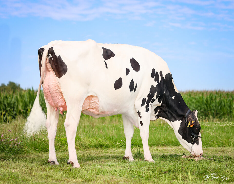 Halbschwester: NH DG Captain Soleil VG-86