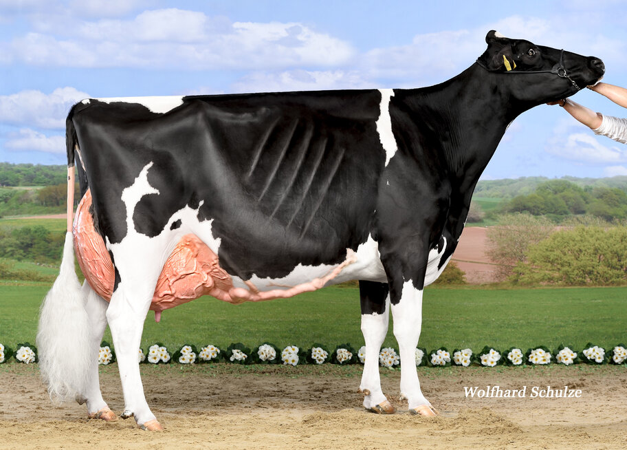 M: Loh Lilli Brax EX-95