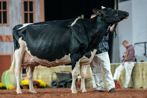 UGM: Loyalyn Goldwyn June EX-97