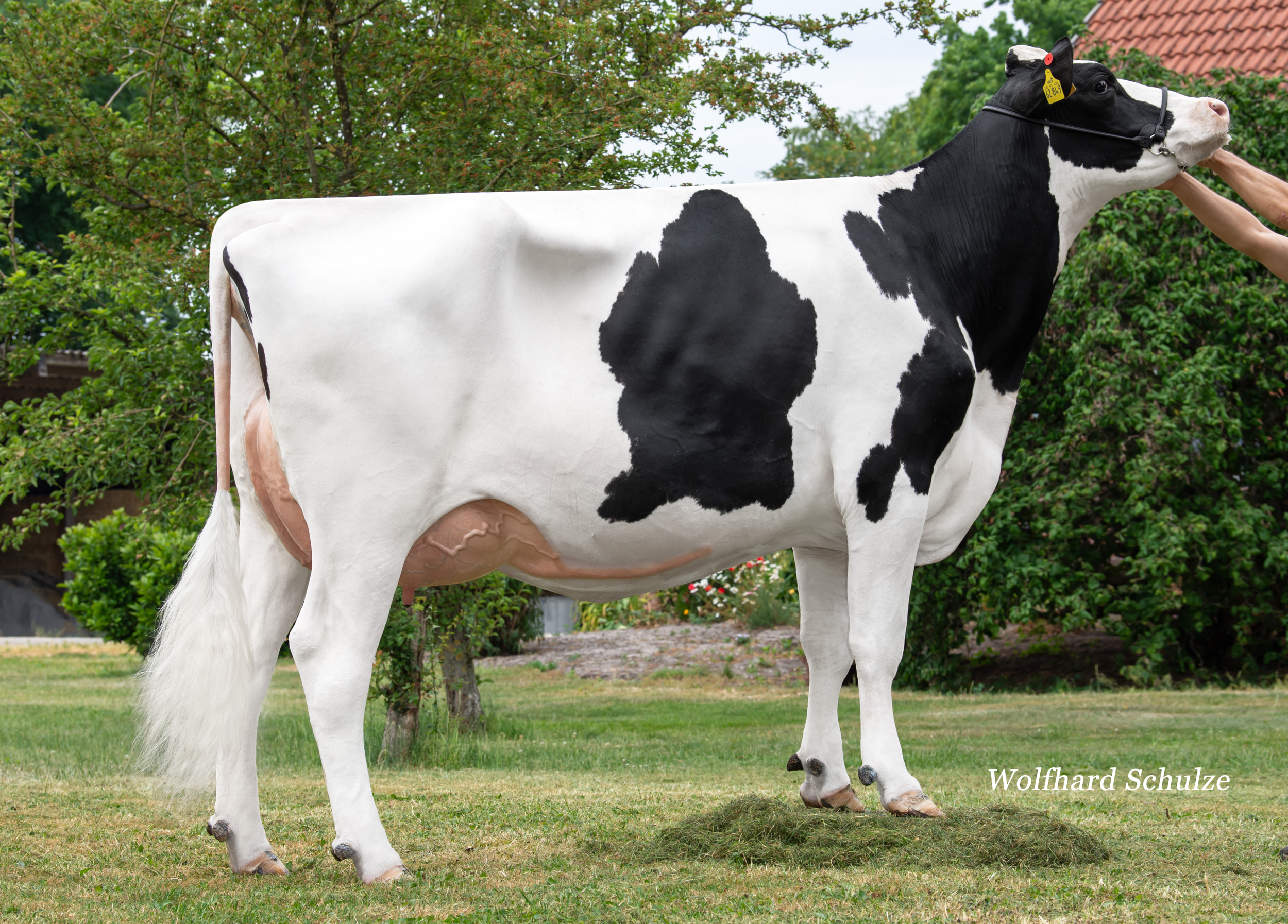 Halfsister to gread granddam: Chilton Honey GP-83