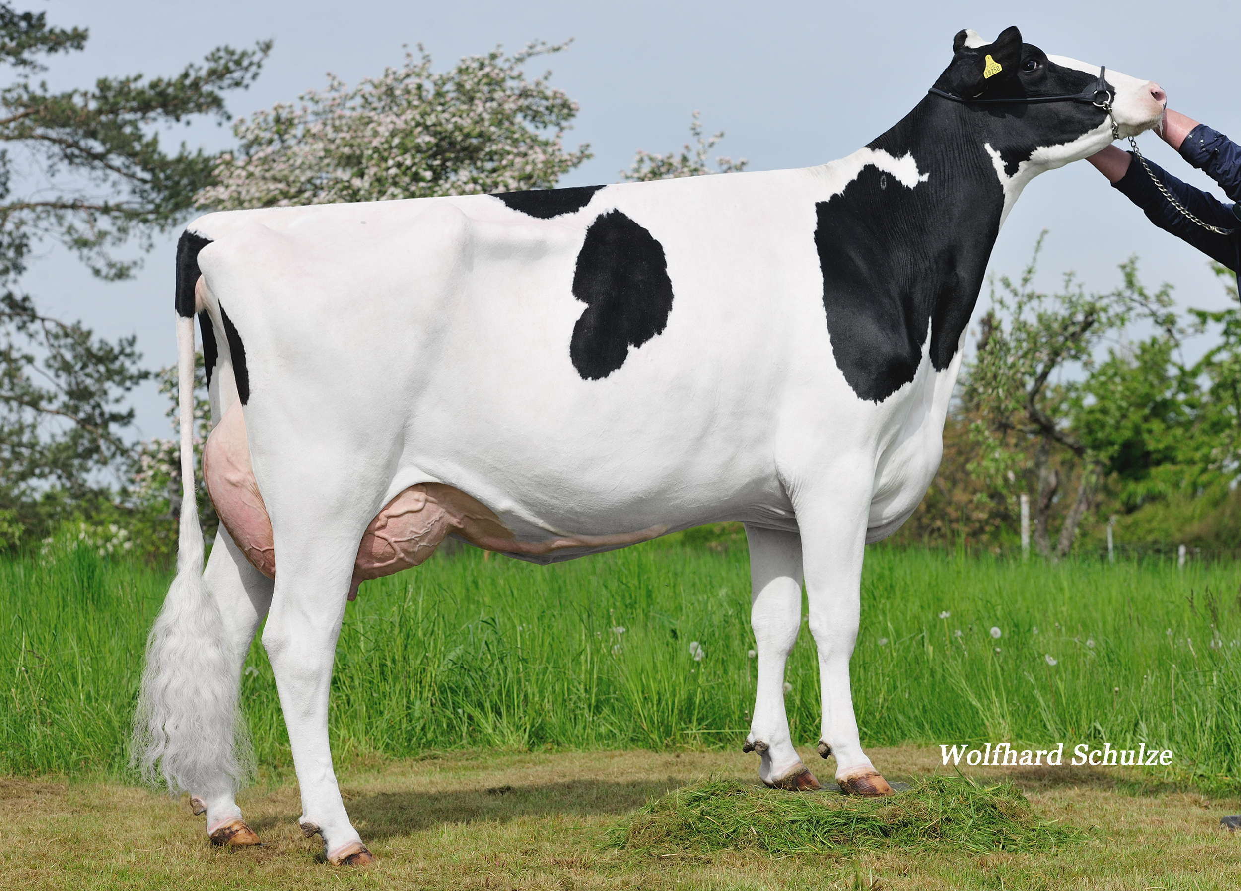 6th dam: Bacon-Hill Headliner Evelin EX-90