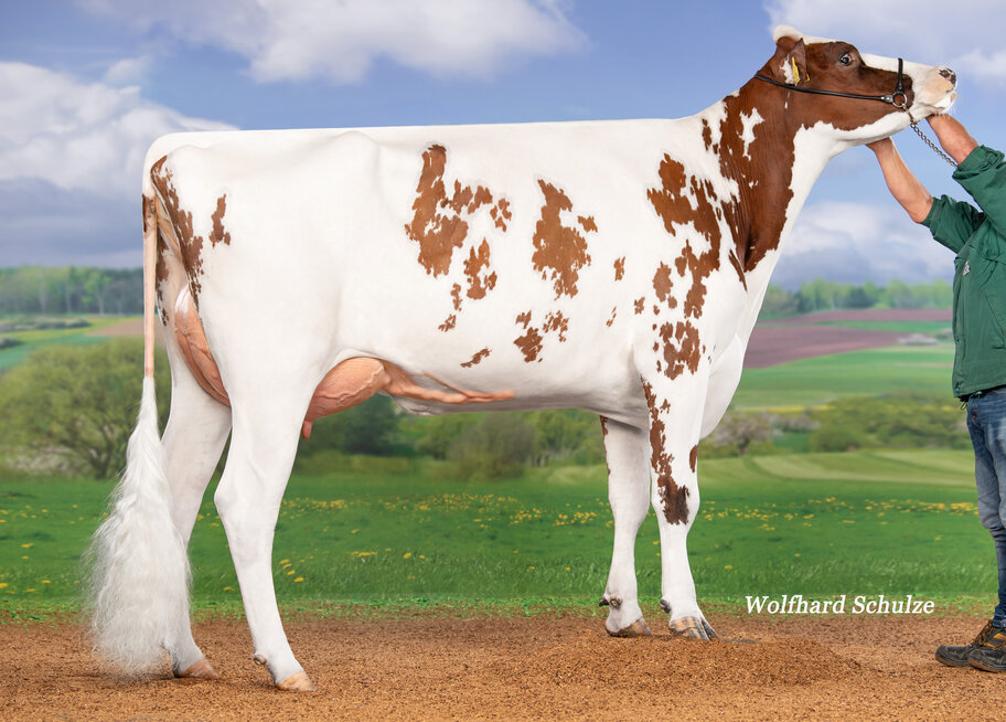 Granddam: JS Relevat VG-85