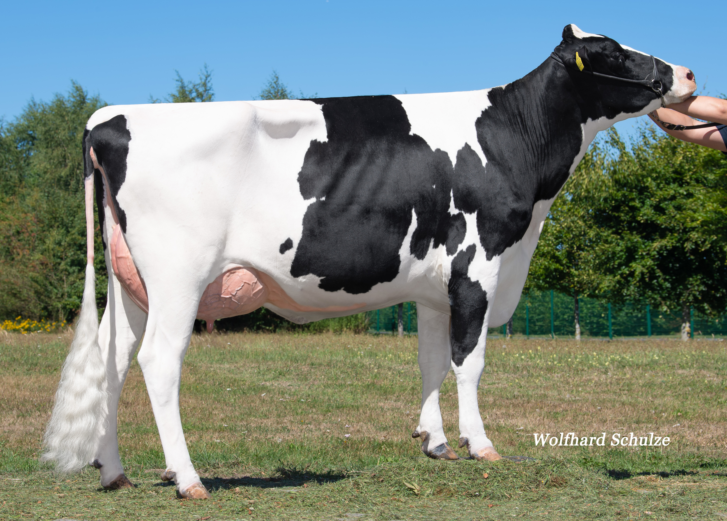 Gread granddam: EHL JS Ronja VG-85