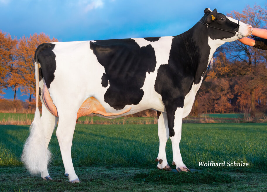 Gread granddam: HWH Ella VG-89