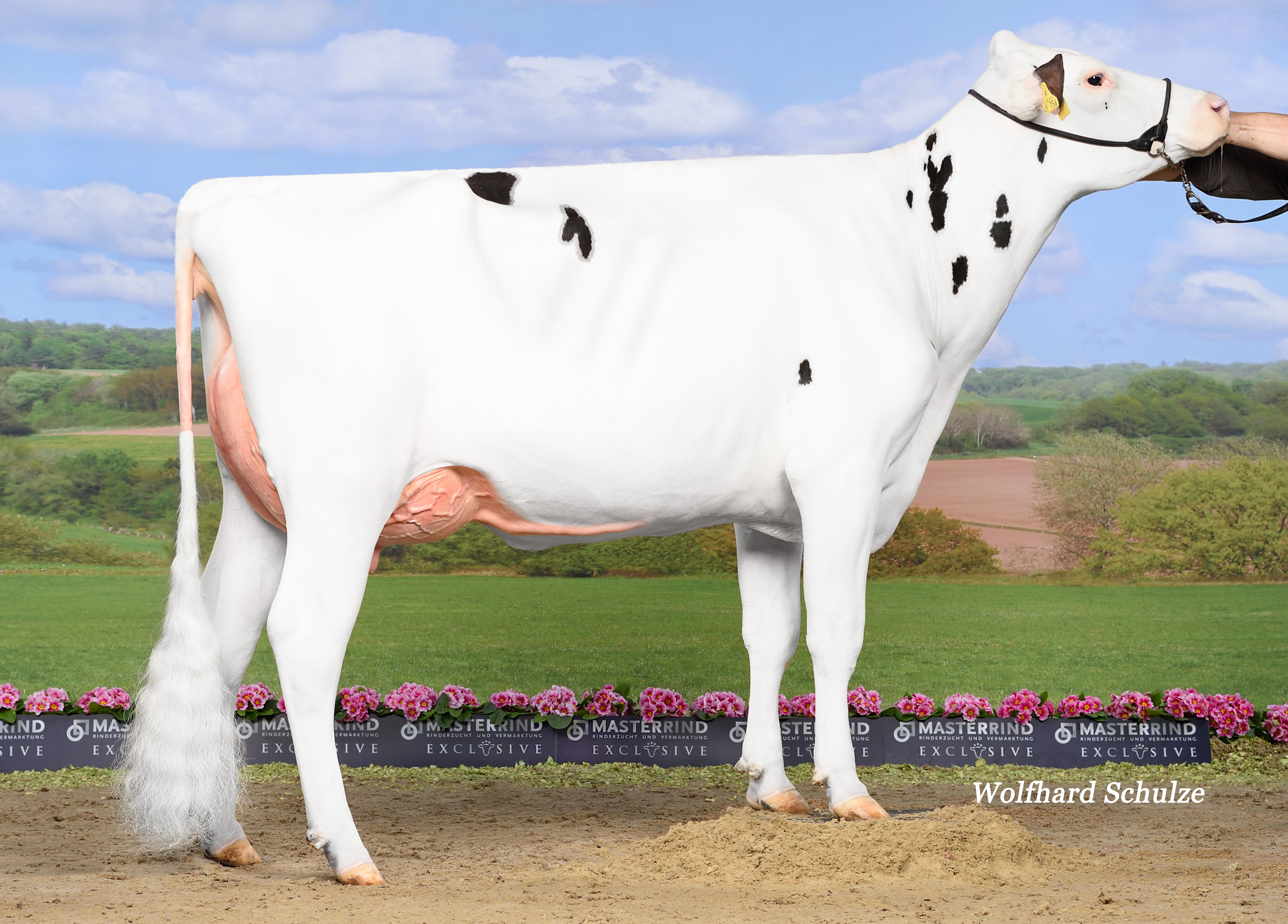 Halfsister to gread granddam: HWH Gywer Eva VG-86