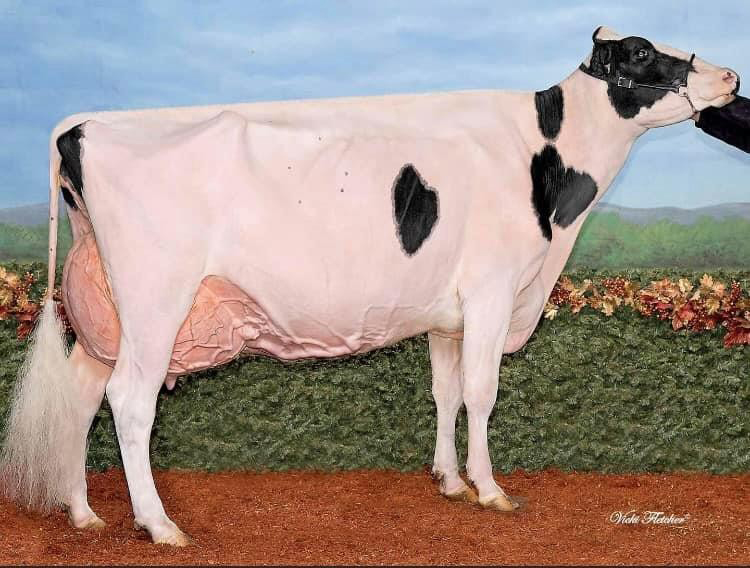 Same cow family: Kingsway Sanchez Armadillo EX-96