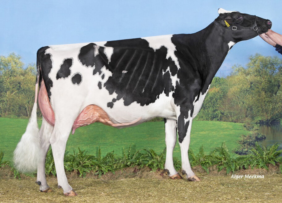 Granddam: JK DG Doorman Esmeralda EX-92
