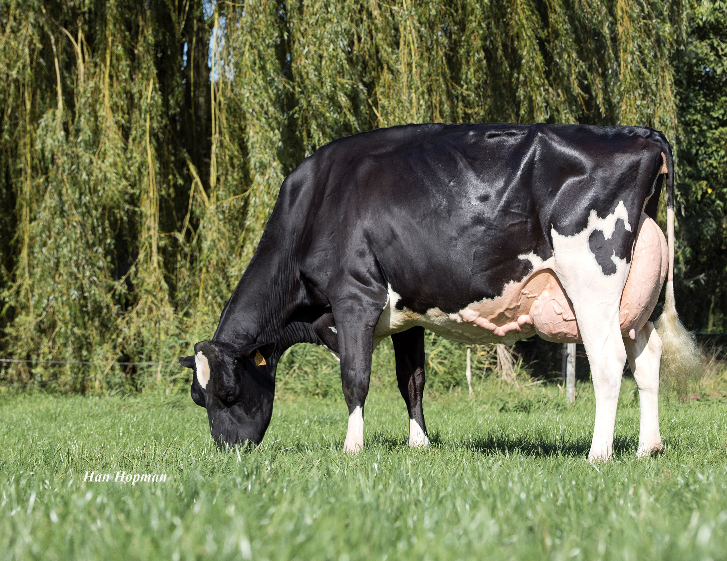 Gread granddam: Carf Emeraude EX-91
