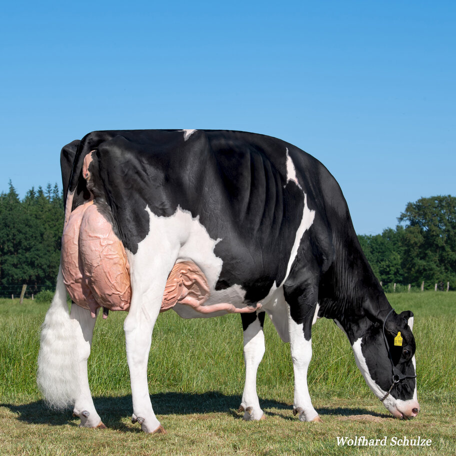 Gread granddam: Loh Tj Alessja EX-95