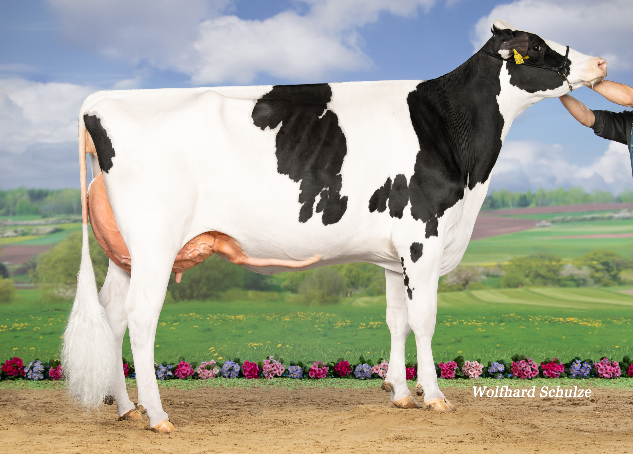Dam: Loh Tj Allypally VG-88