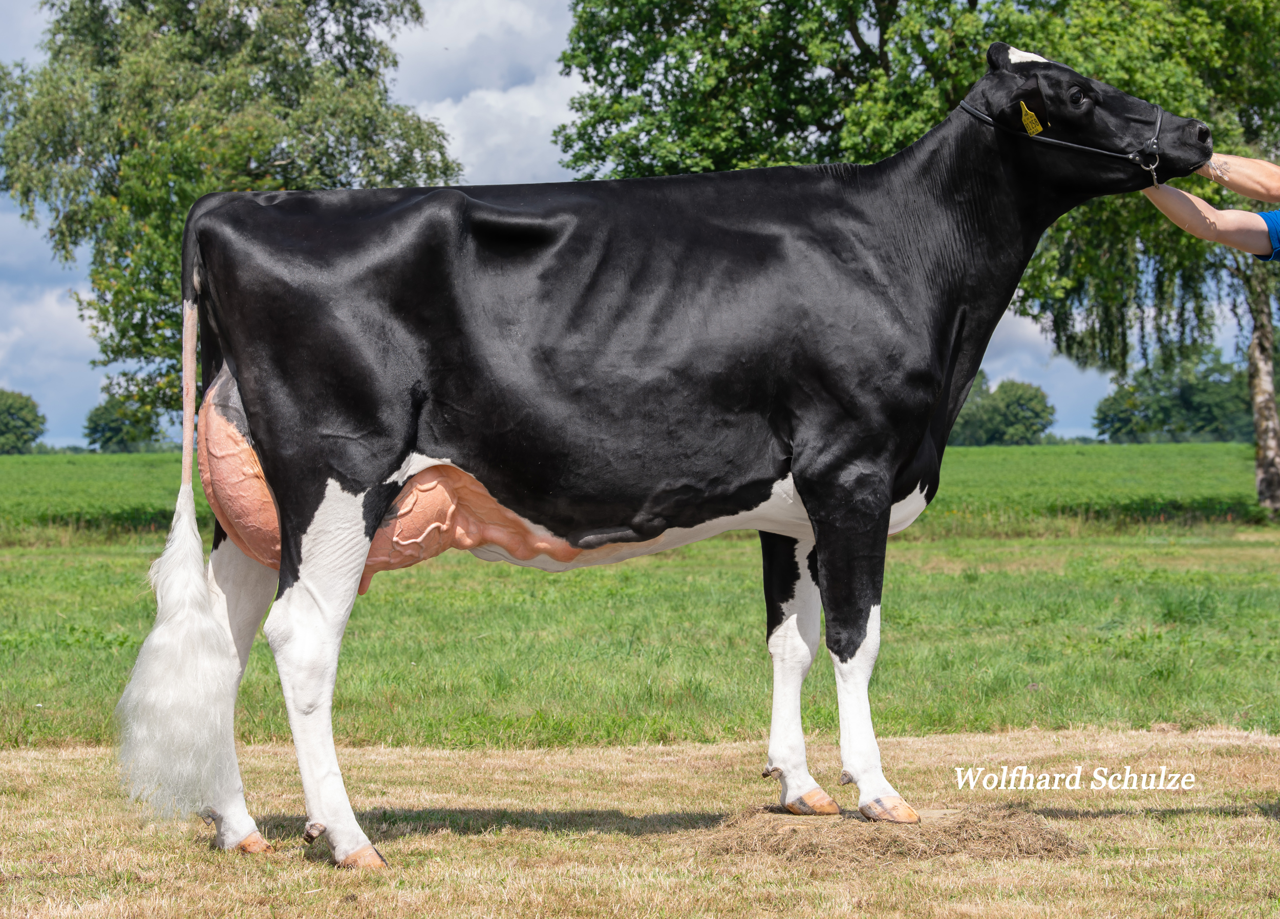 Halbschwester: Ipse VG-87