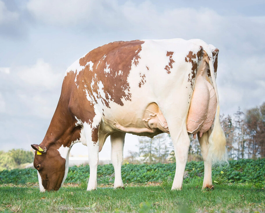 Gleiche Kuhfamilie: WR Ladd Minnesota EX-94