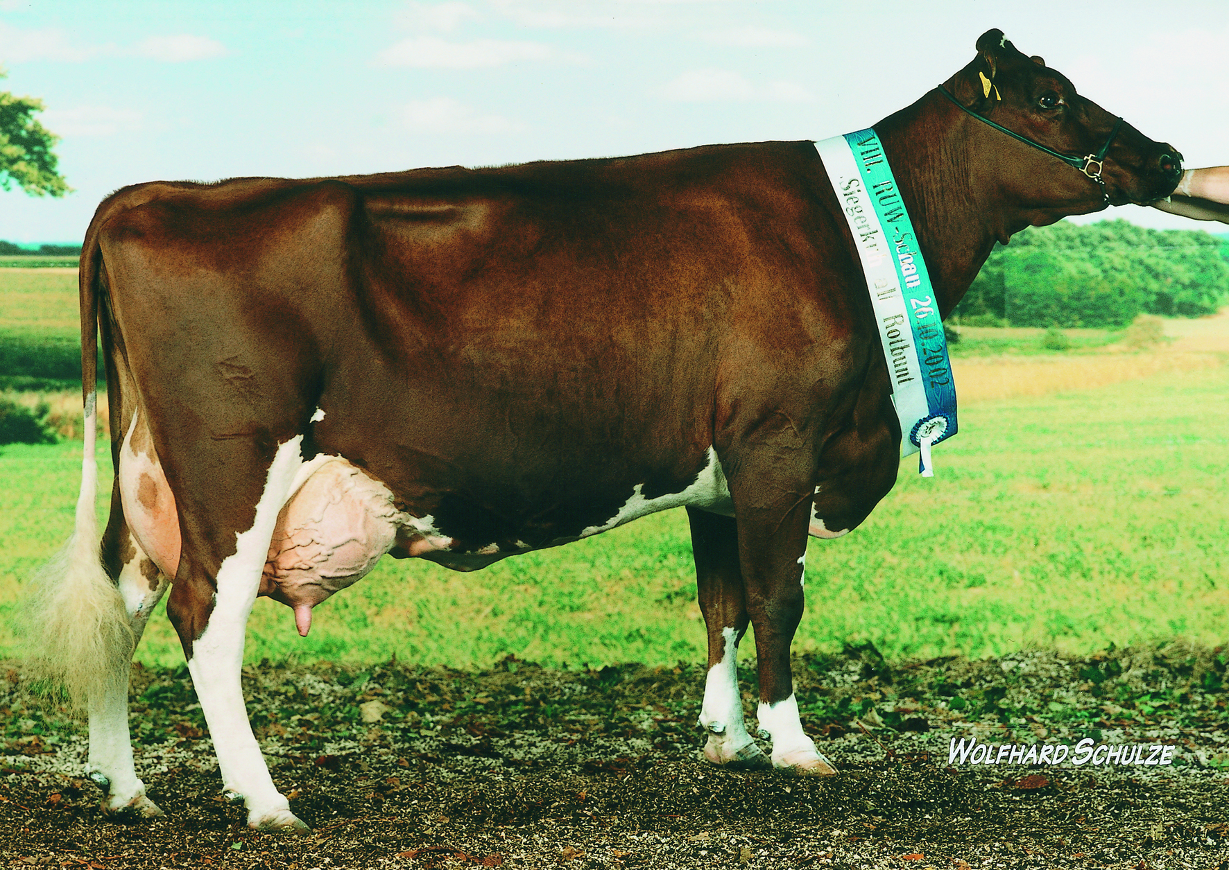5.M: WR Koerier Morelle EX-93