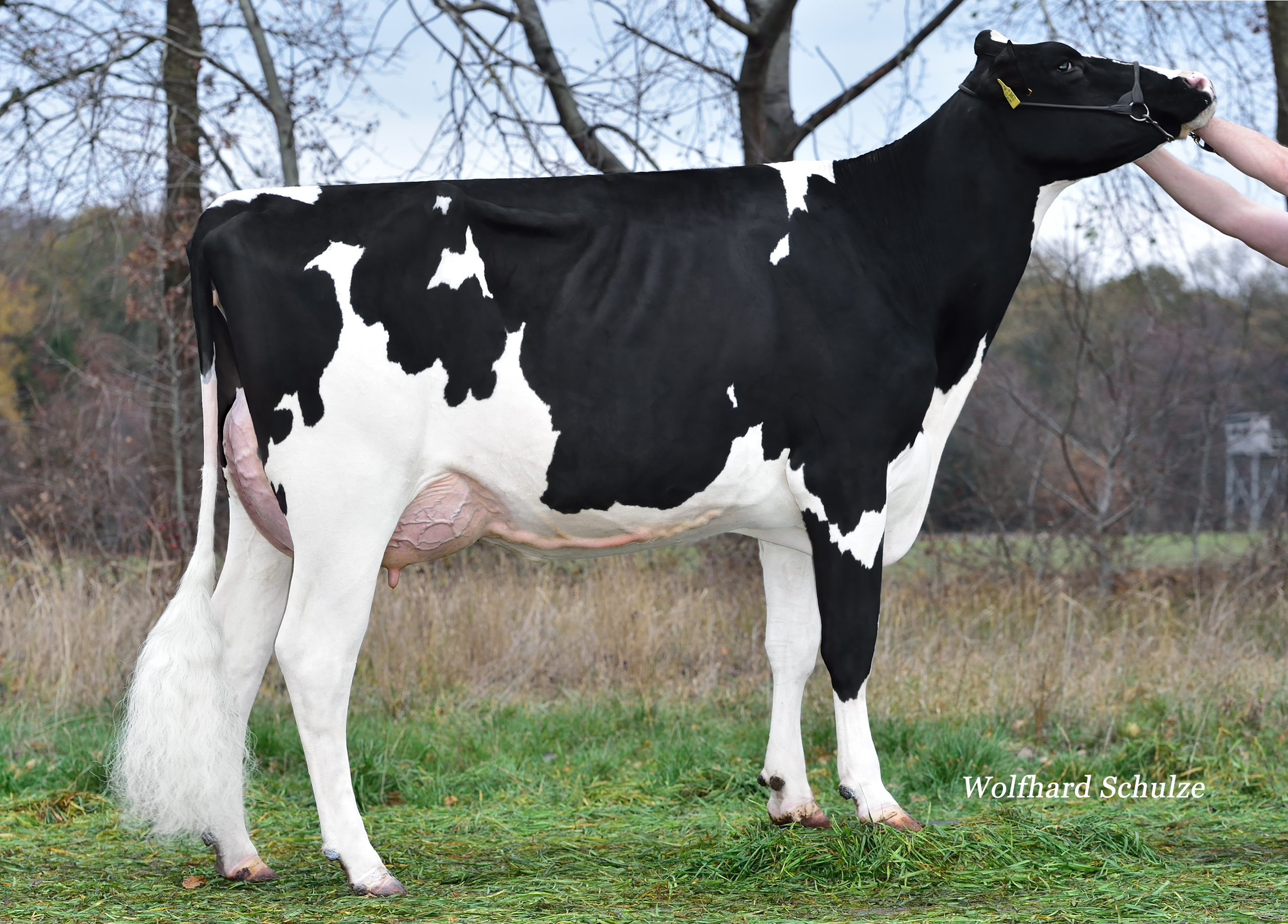 GM: WEH Bailey VG-89