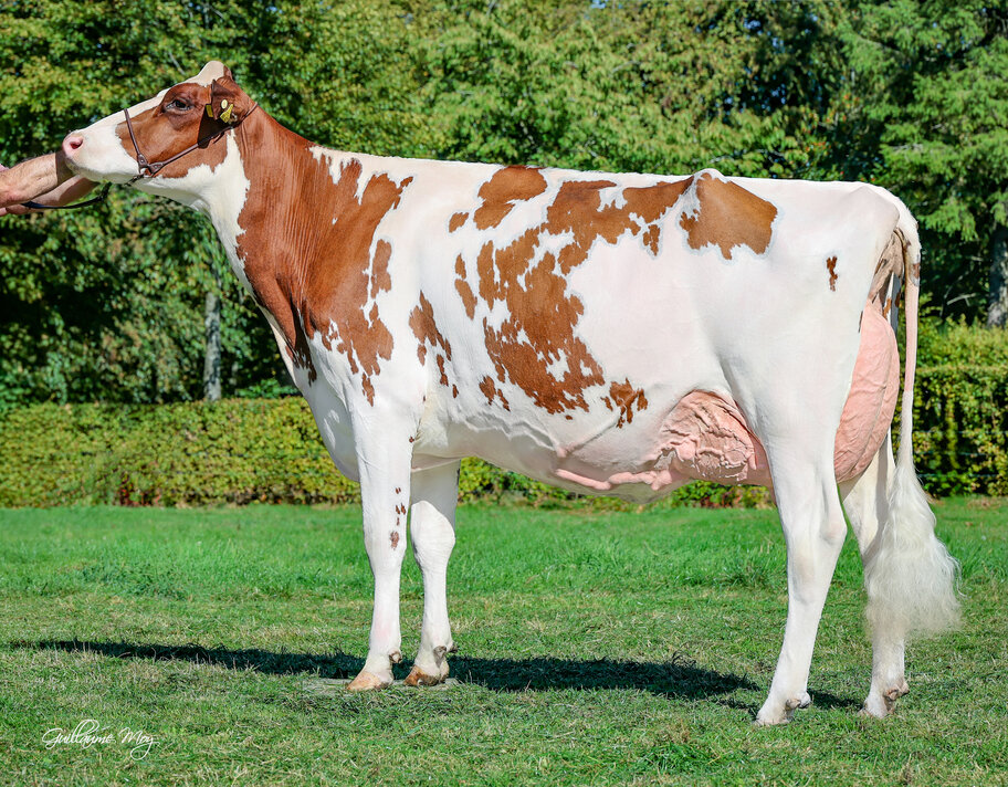 Lot: Berners Tsunami Red P VG-89 (90 MS)