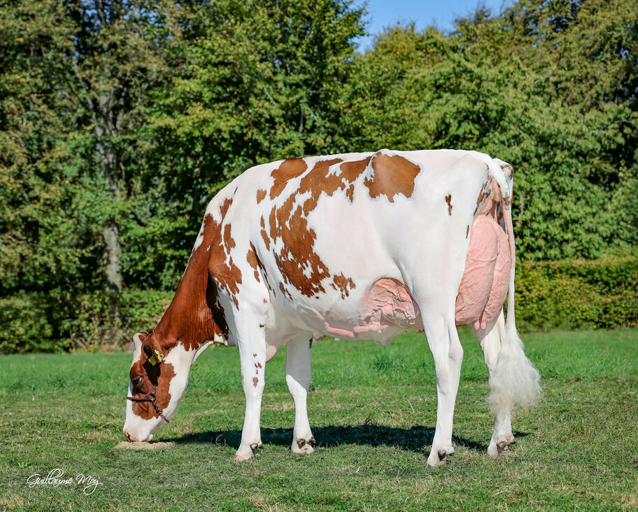 M: Berners Tsunami Red P VG-89 (90 MS)