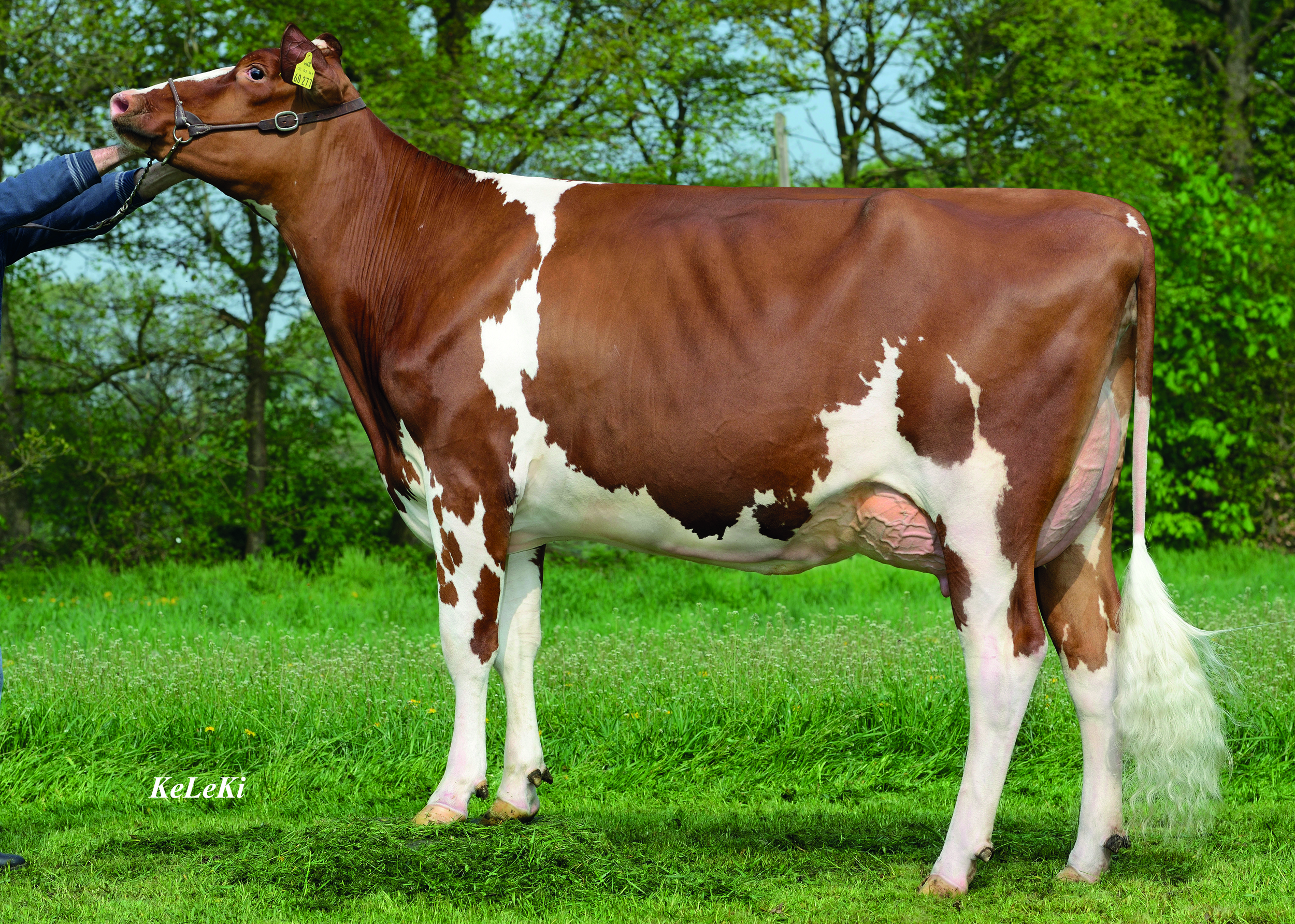 5th dam: KOE Elburn Tiandra EX-90