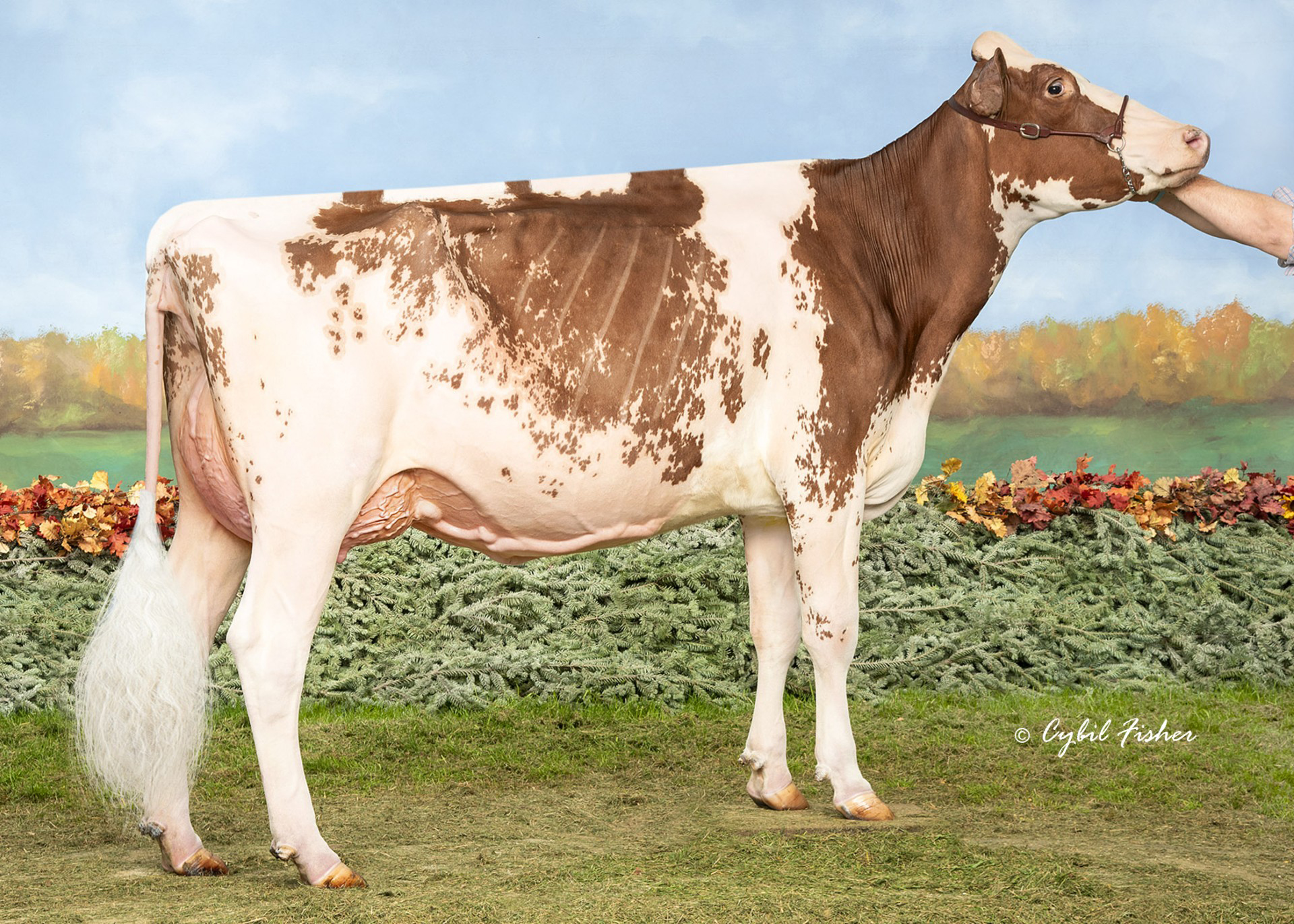 Dam: Danhof Journey Shakira Red EX-94