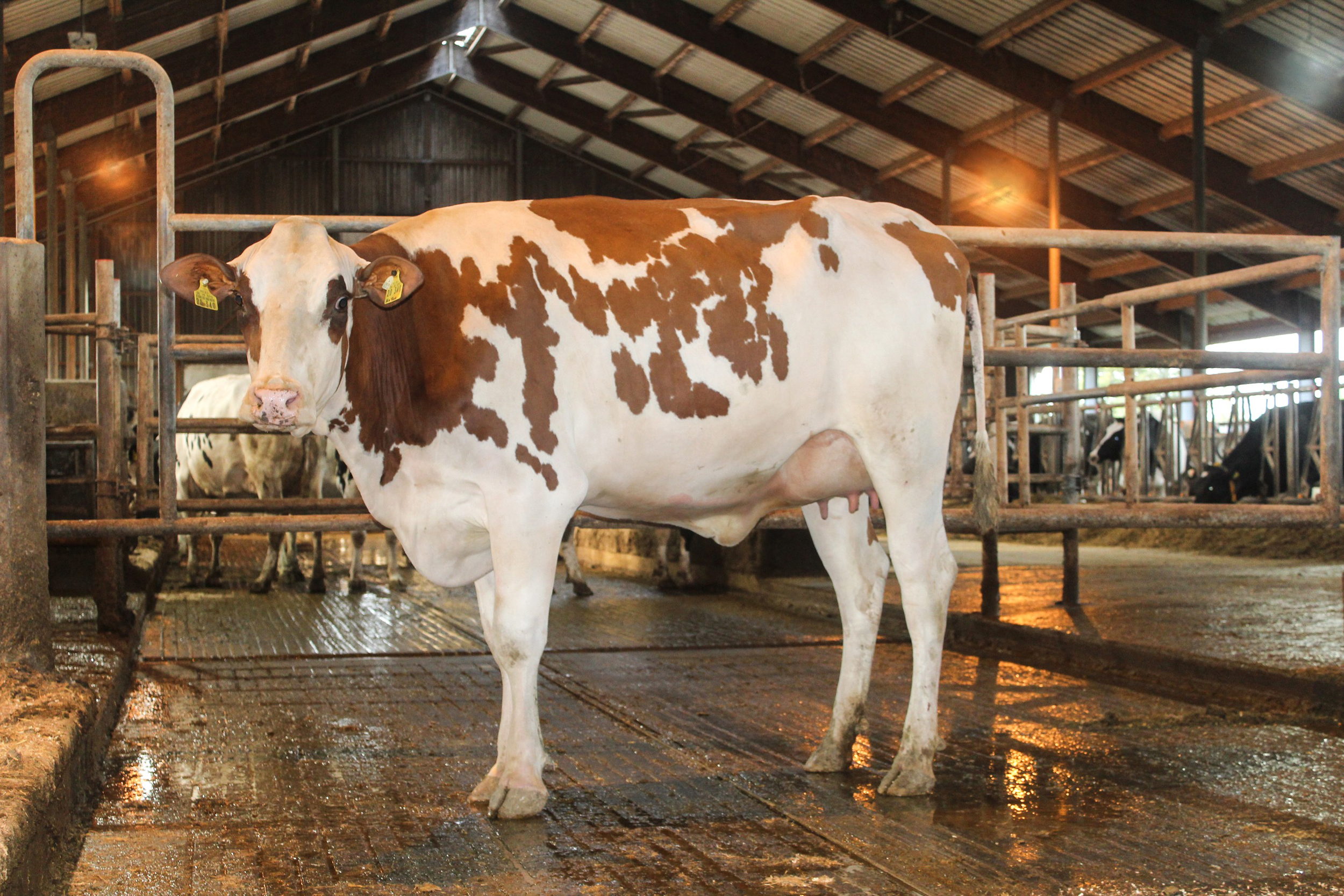 Dam: BcH Annemarie VG-85
