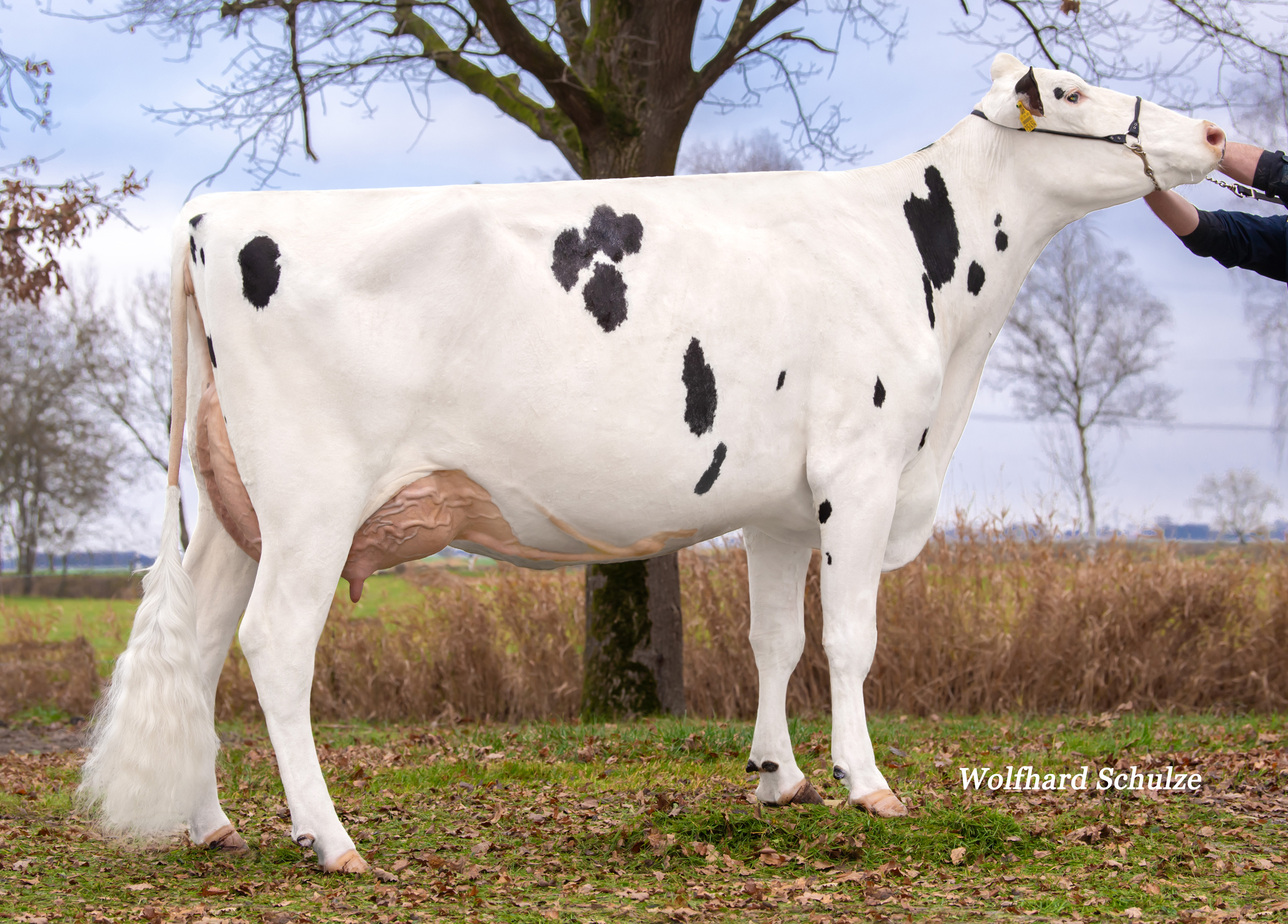 UGM: Pina VG-87