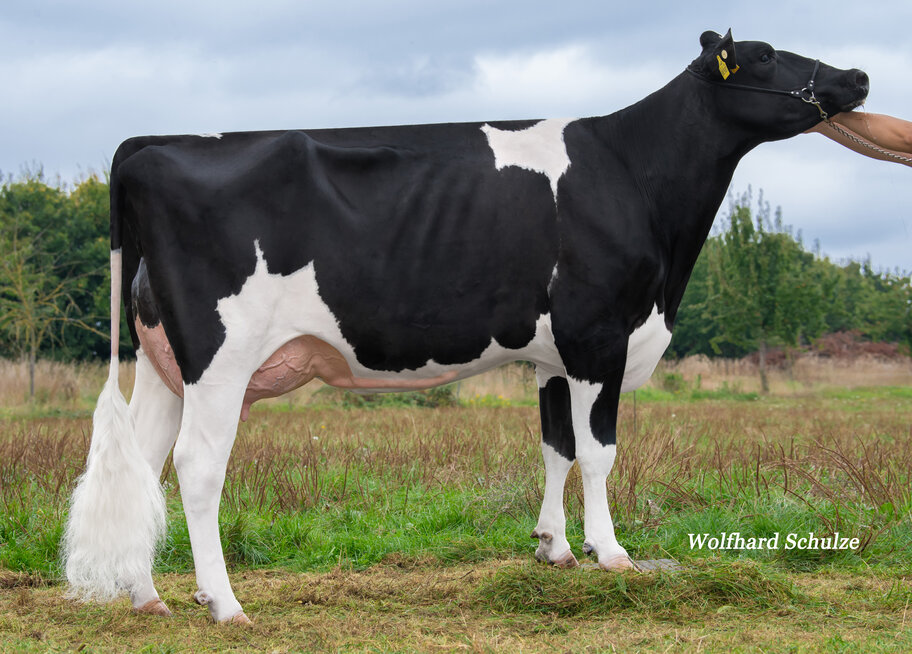 M: SYN Creole VG-87