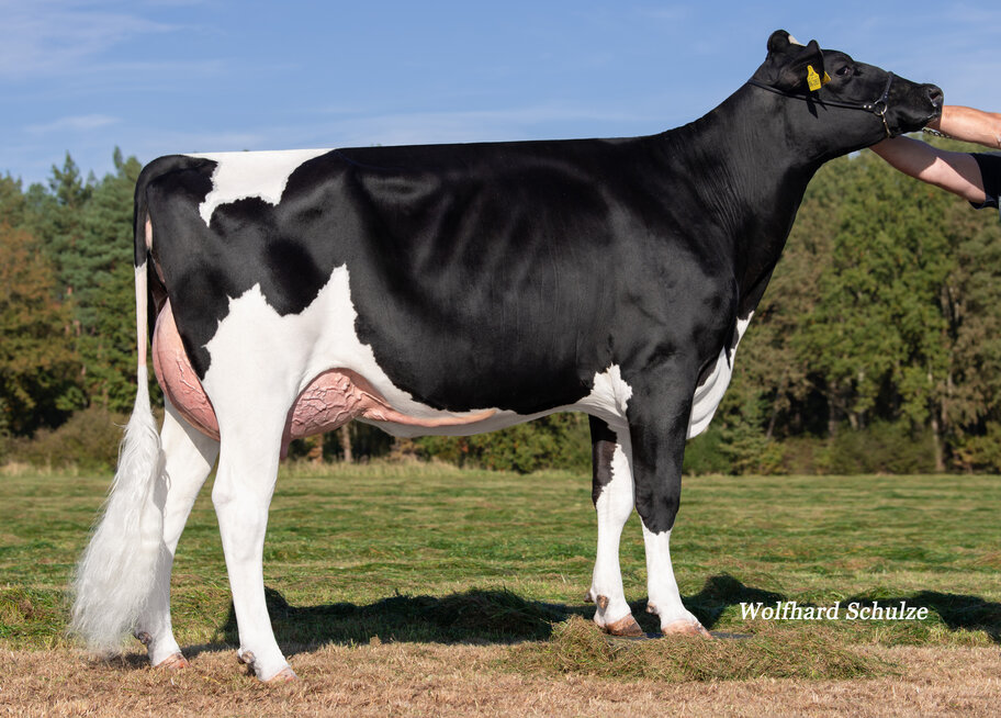 GM: WEH Carrera VG-87 (88 MS)