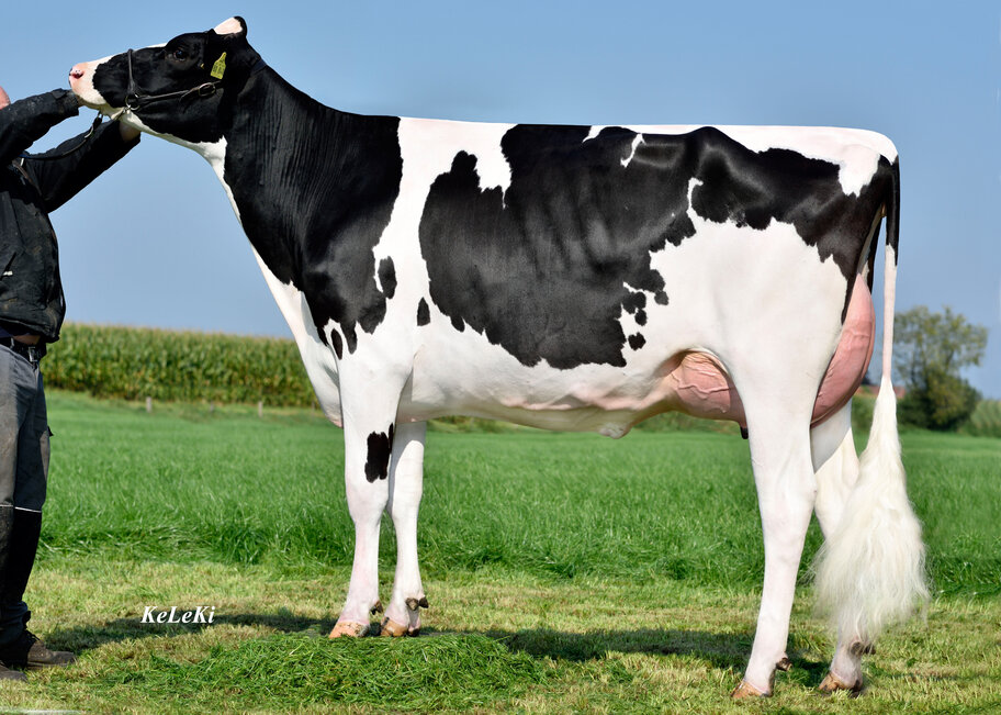 6.M: RR Bookem Elise EX-90