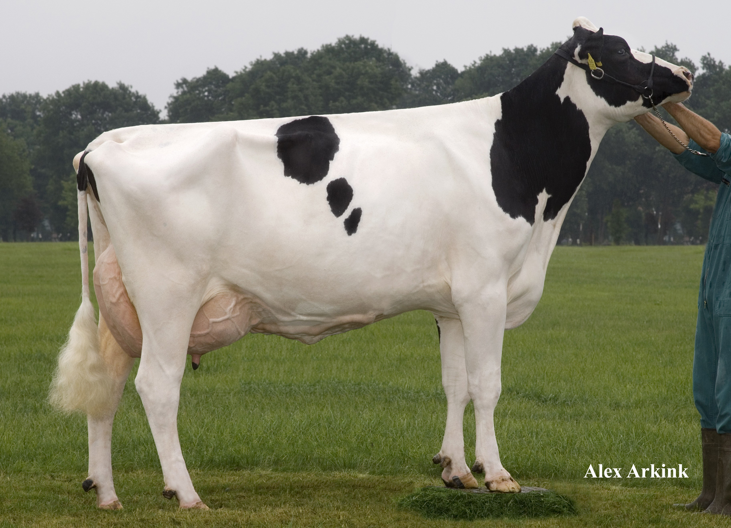 Stammkuh: Broeks MBM Elsa EX-90
