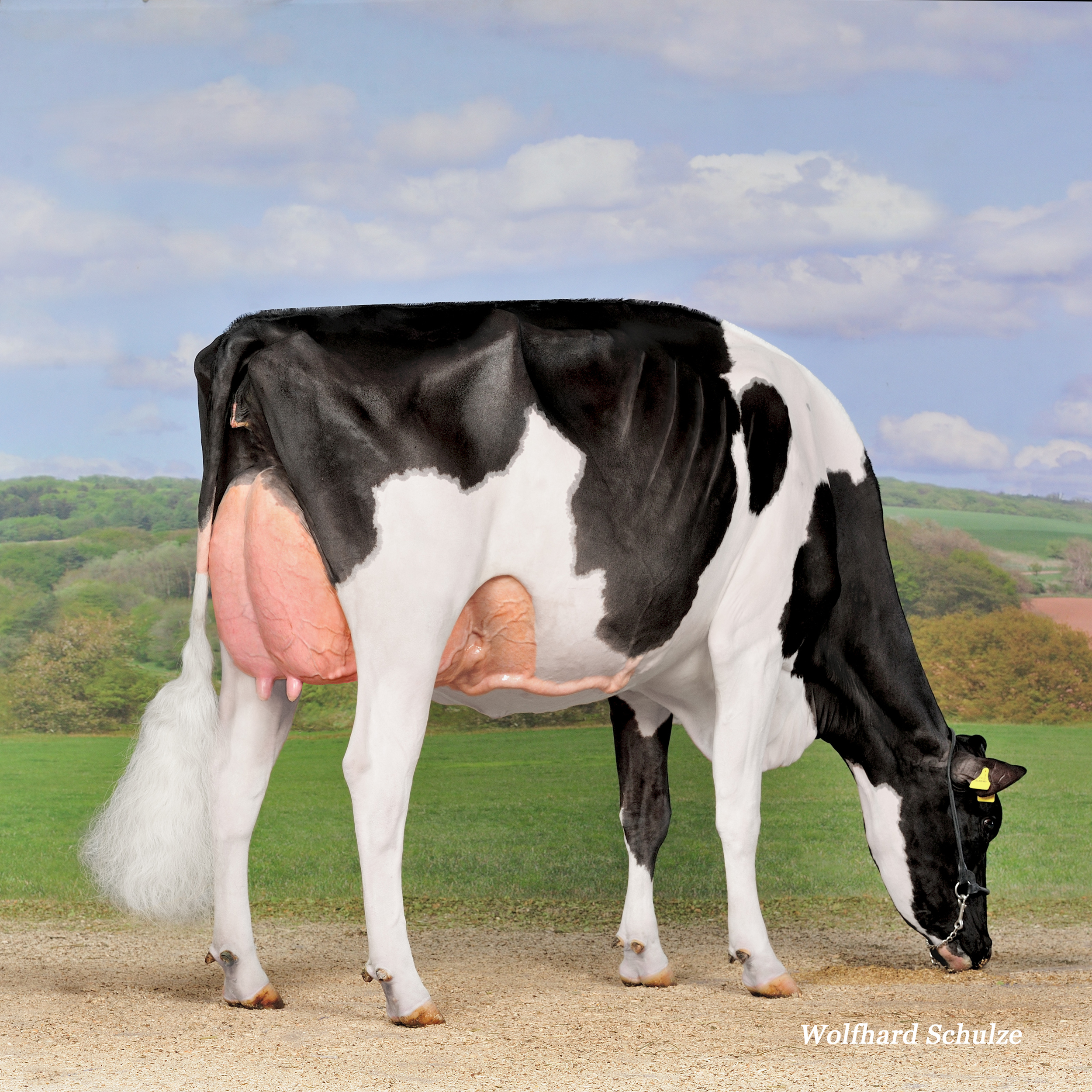 Vollschwester zur UGM: DH Gold Chip Darling EX-96 (97 MS)